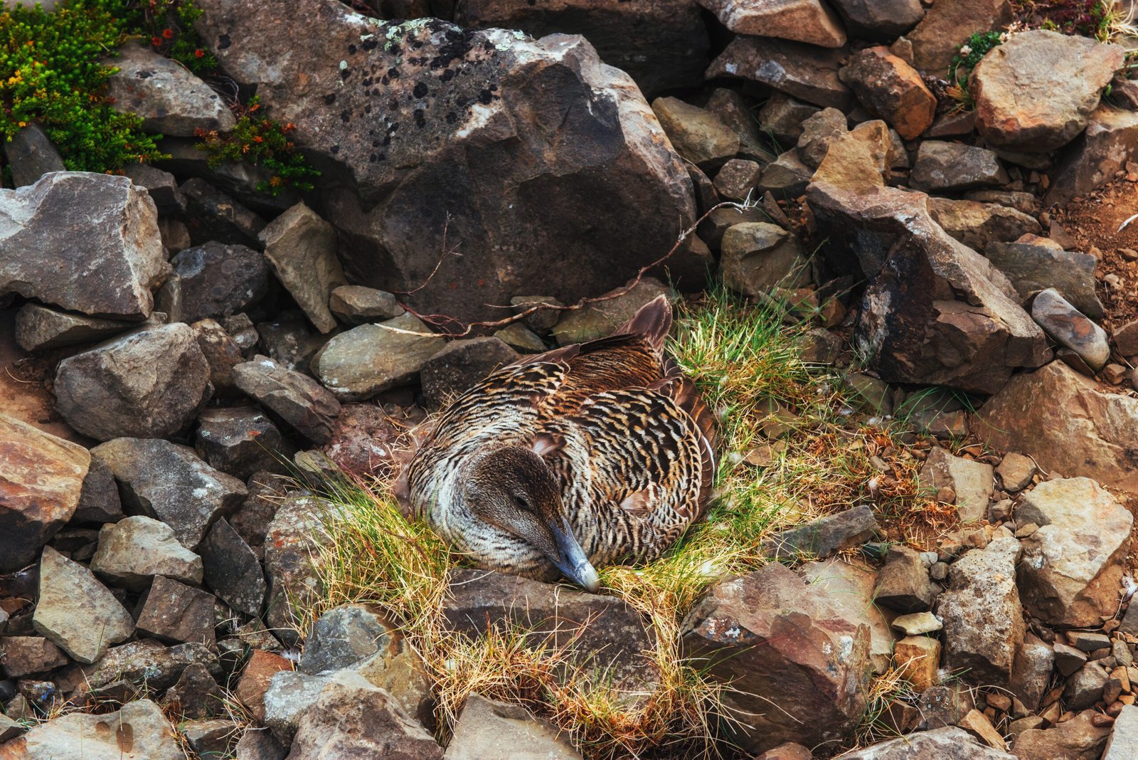 Discovering Australia's Unique Fauna